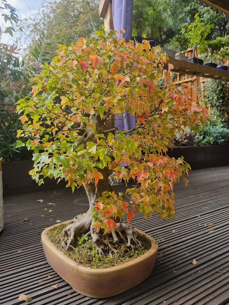 Banksia Bonsai, Wisbech