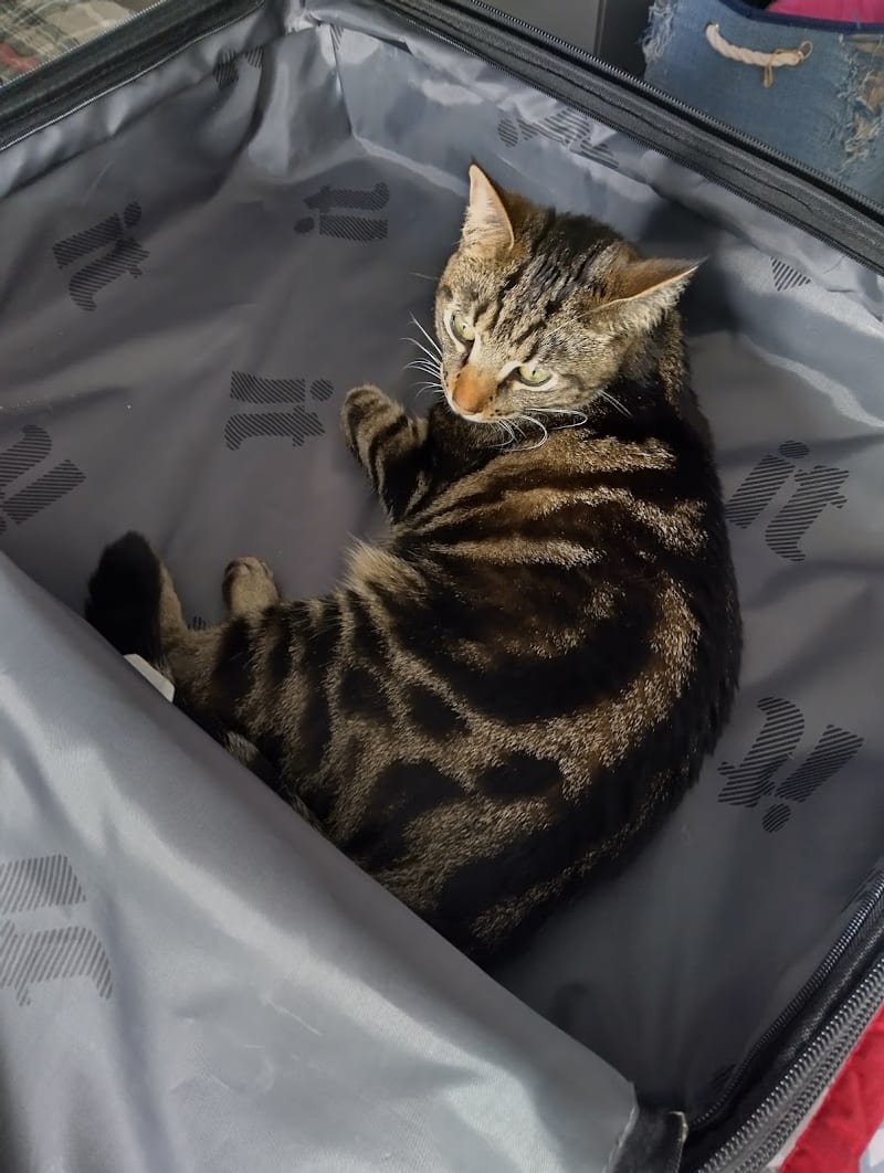 Brook House Cattery, Wisbech