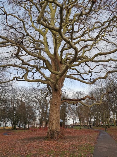 Wisbech Park, Wisbech